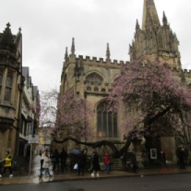 Cherry Blossom in front of Christ Church College